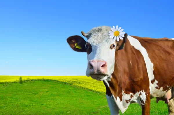 Молодые коровы пасутся на зеленом лугу — стоковое фото
