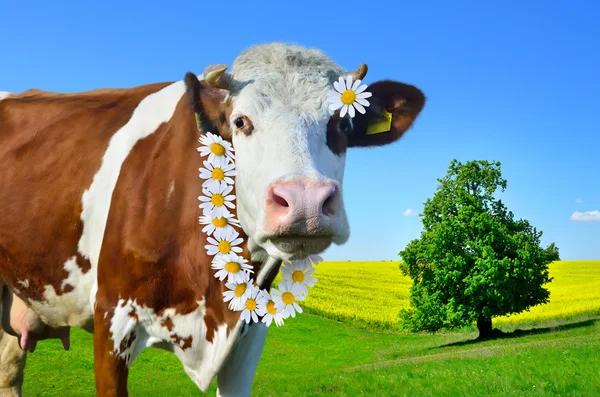 Vacas jóvenes pastando en un prado verde — Foto de Stock