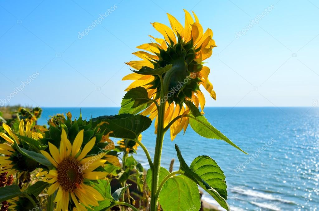 Sunflowers over a precipice on the background of blue sea — Stock Photo