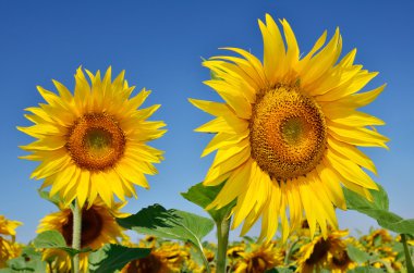 Genç ayçiçeği çiçeklenme alanında mavi gökyüzü karşı