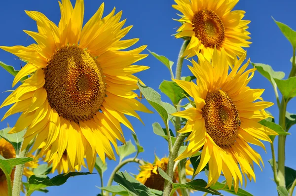 Junge Sonnenblumen blühen auf dem Feld vor blauem Himmel — Stockfoto