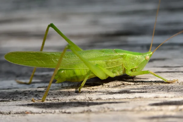 Young, green grasshopper eats the leaves in the garden — Stock Photo, Image