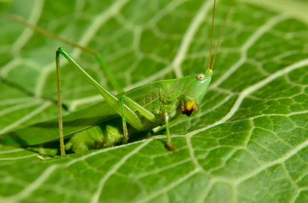 Young, green grasshopper eats the leaves in the garden — Stock Photo, Image