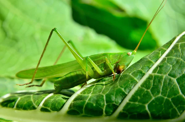 Ung, grön gräshoppa äter löven i trädgården — Stockfoto