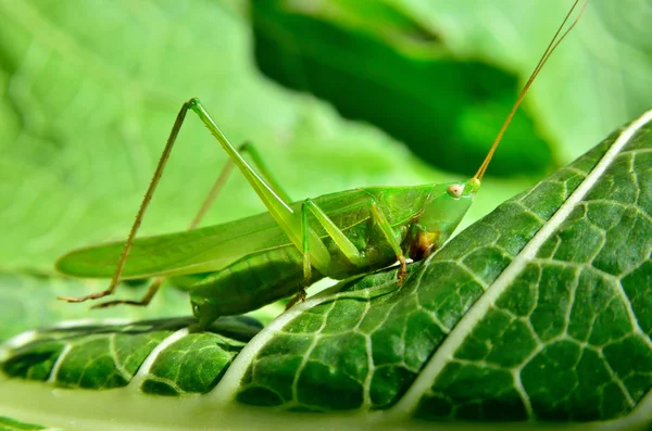 Young, green grasshopper eats the leaves in the garden — Stock Photo, Image