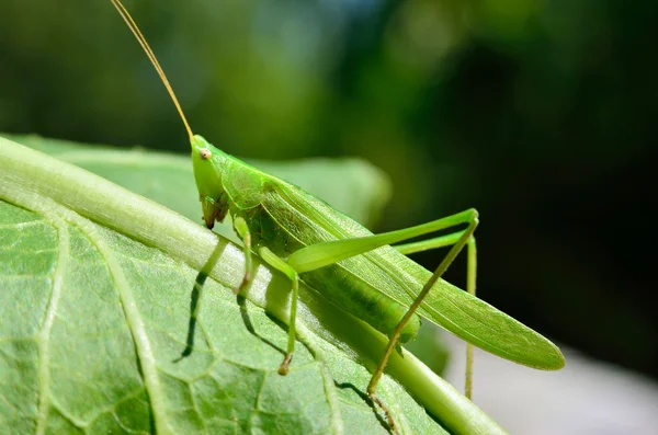 Joven saltamontes verde come las hojas en el jardín — Foto de Stock