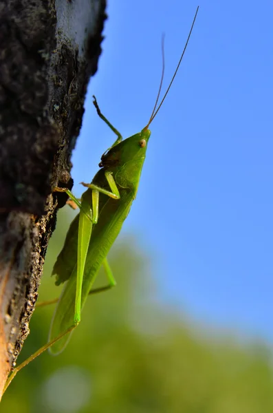 Young, green grasshopper sits on a tree in the garden — Stock Photo, Image