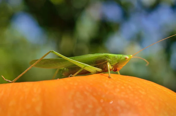 Joven saltamontes verde se sienta en una calabaza amarilla — Foto de Stock