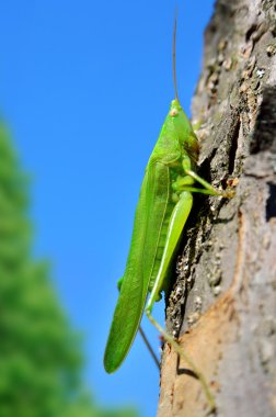 Çocuk el beyaz arka plan üzerinde izole bir elma ver.