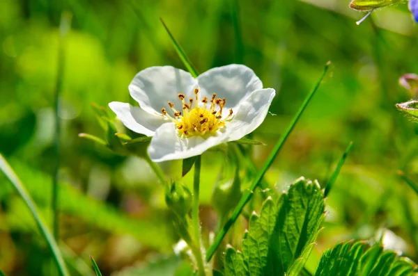 White flowers of wild strawberry in the forest in summer — Stock Photo, Image