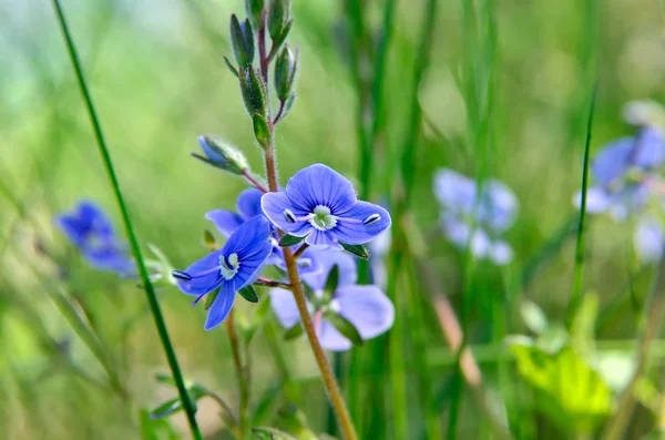 Lyse vilde glemme-mig blomstre på en mark - Stock-foto