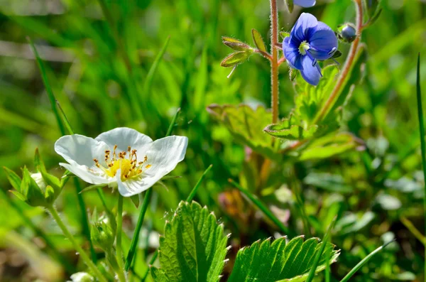 White flowers of wild strawberry in the forest in summer — Stock Photo, Image