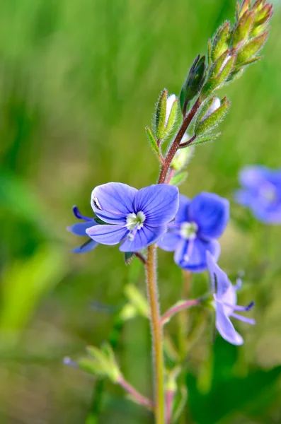 Lyse vilde glemme-mig blomstre på en mark - Stock-foto