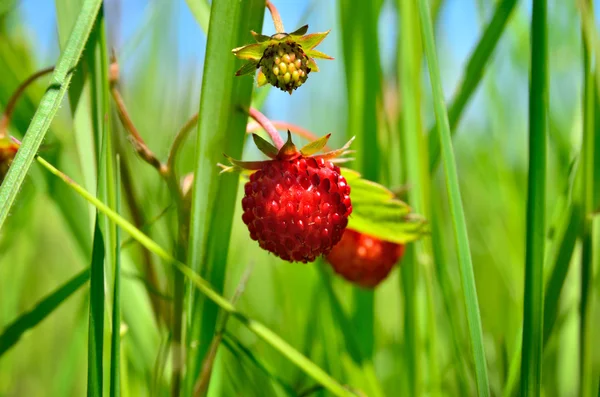 Άγριες φράουλες Berry μεγαλώνει στο χορτάρι στο δάσος — Φωτογραφία Αρχείου