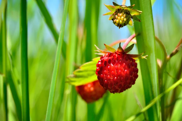 Άγριες φράουλες Berry μεγαλώνει στο χορτάρι στο δάσος — Φωτογραφία Αρχείου