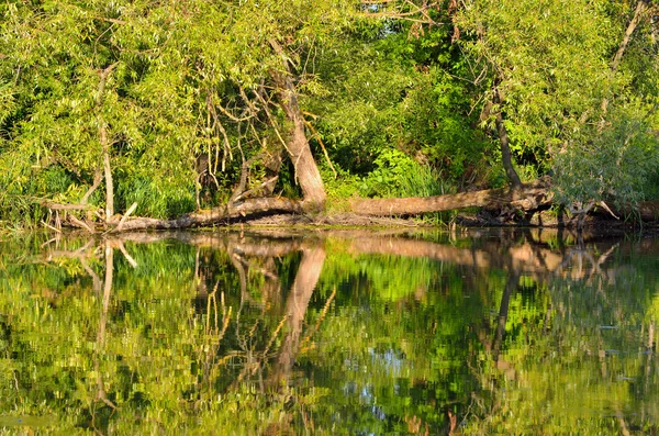 Alberi verdi e cespugli crescono sul lago — Foto Stock
