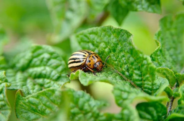 Colorado beetle eats a potato leaves young. — Stock Photo, Image