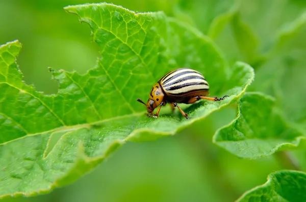 Колорадский жук ест картофельные листья — стоковое фото