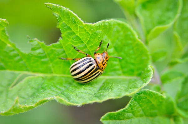 Colorado beetle eats a potato leaves young. Pests destroy a crop in the field. Parasites in wildlife and agriculture. — Stock Photo, Image