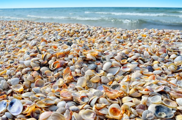 Sea waves washed clean beach made of shells. Landscape on a wild beach. The sea in the summer. — Stock Photo, Image