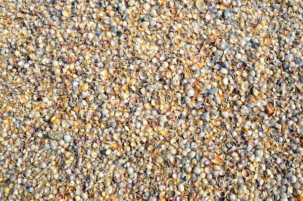 Tekstura małe muszelki na brzegu morza. — Zdjęcie stockowe