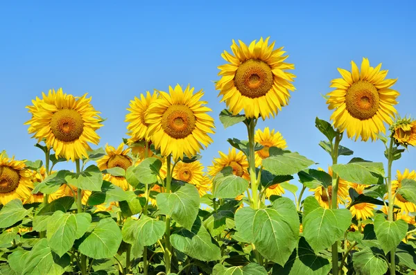 Grote gele zonnebloemen in het veld tegen de blauwe hemel. Vezelgewassen close-up. Zomer bloemen de composietenfamilie (Asteraceae). — Stockfoto