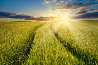 Tahıl hasat yükselen güneş arka plan alanında. 