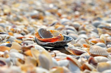 Birçok küçük deniz kabuklarını vahşi bir plajda.