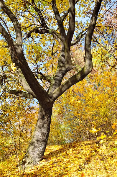 Hojas amarillentas de otoño en un árbol en el bosque —  Fotos de Stock