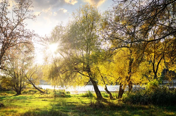 I raggi del sole brillano tra le foglie degli alberi . — Foto Stock