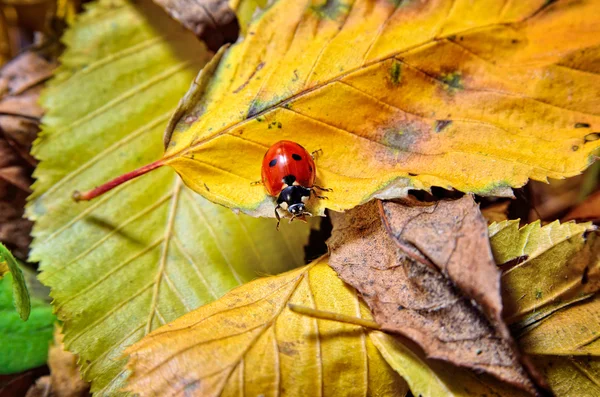 Ladybug on the fallen yellow leaves in the fall. — Stock Photo, Image