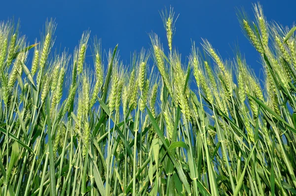 Jonge korenaren op de achtergrond van de blauwe lucht — Stockfoto