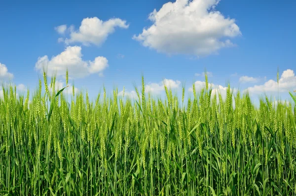 Young ears of grain on the background of blue sky — Stock Photo, Image