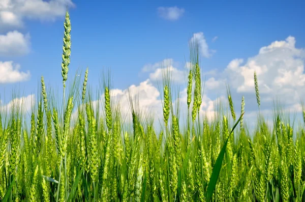 Молодые колосья зерна на фоне голубого неба — стоковое фото
