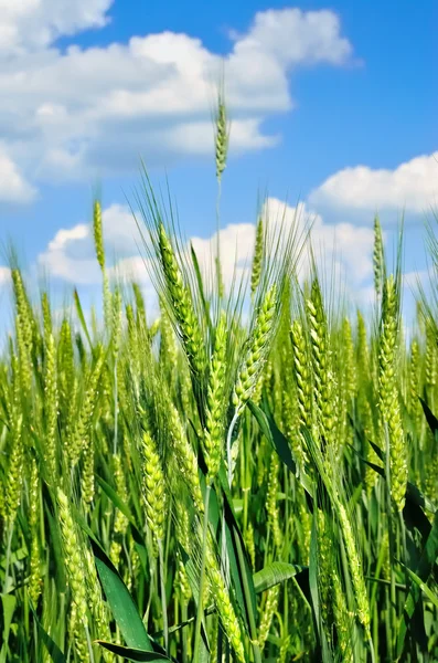 Jeunes épis de grain sur le fond du ciel bleu — Photo