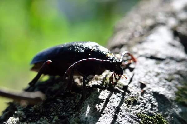 Besouro preto lenhador-curtidor rastejando na casca da árvore — Fotografia de Stock