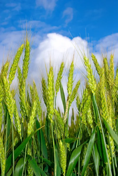 Junge Ähren gegen den blauen Himmel. — Stockfoto