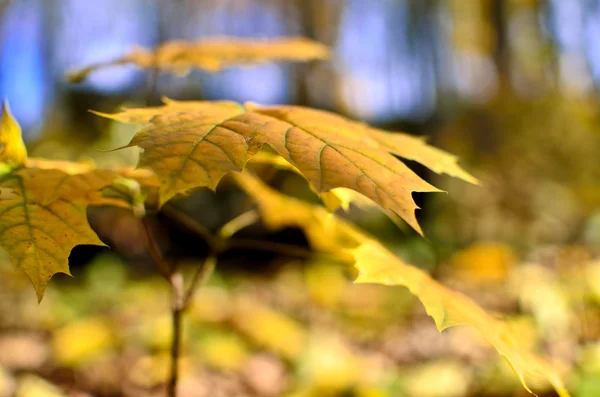 Yellowed maple leaves in the autumn forest close up. — Stock Photo, Image