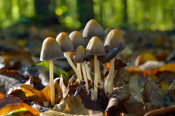 Ungenießbar Pilze Wachsen Herbstwald — Stockfoto