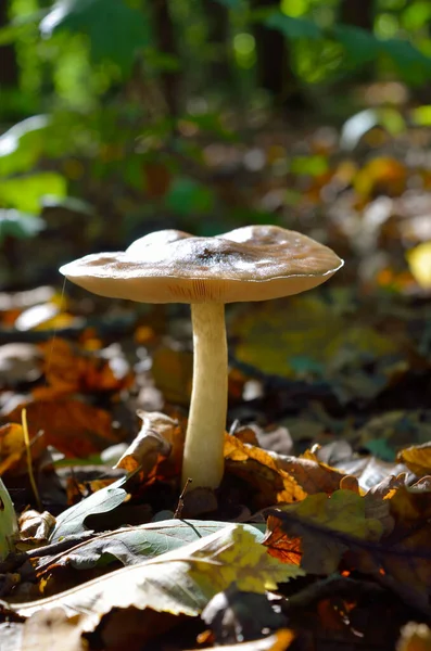 Inedible Mushrooms Grow Autumn Forest — Stock Photo, Image