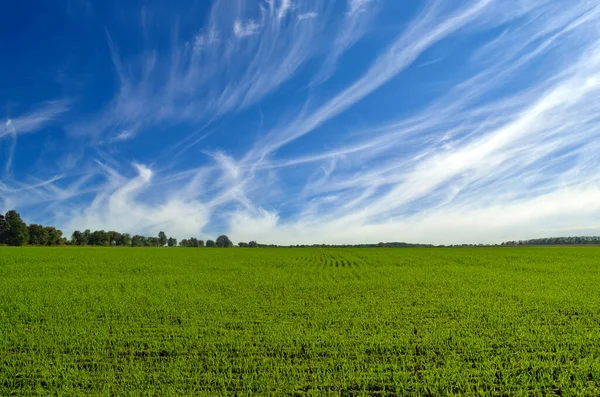 Campo Verde Contro Cielo Blu Con Nuvole — Foto Stock