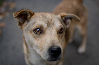 Sokakta başıboş bir köpek üzgün üzgün bakıyor