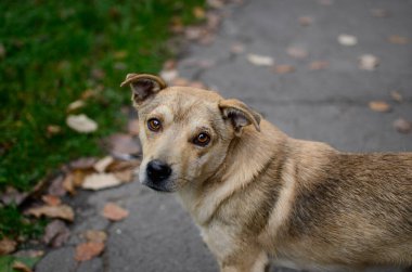 Sokakta başıboş bir köpek üzgün üzgün bakıyor