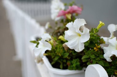 Büyük beyaz petunya çiçekleri yakın planda.