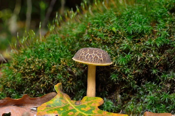 Ripe Edible Mushroom Growing Moss Forest — Stock Photo, Image