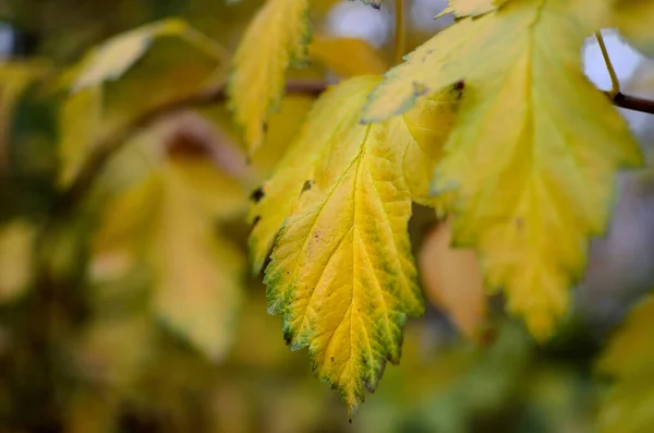 Verwelktes Herbstlaub Bäumen Herbstpark Abstraktion Bunter Herbstblätter — Stockfoto