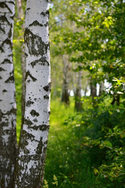 White Trunks Birch Trees Green Grove Summer — Stock Photo, Image