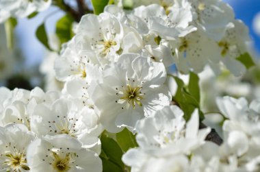 Baharda ağaçların dallarında beyaz çiçekler