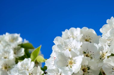 Baharda ağaçların dallarında beyaz çiçekler
