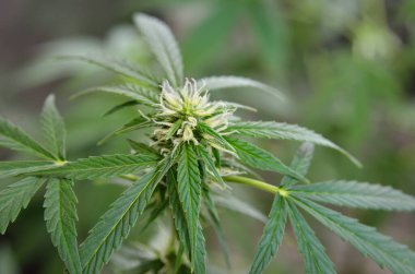 Genç tıbbi esrar infloresanları kapalı alanlarda çiçek açıyor.